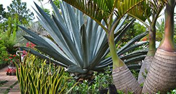 Landscape Maintenance Siesta Key